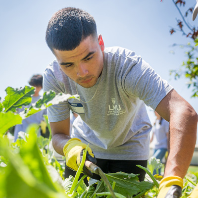 A male student in a grey t-shirt cuts green vegetables at a local community garden outside.